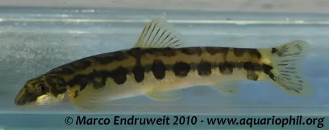 Schistura kloetzliae