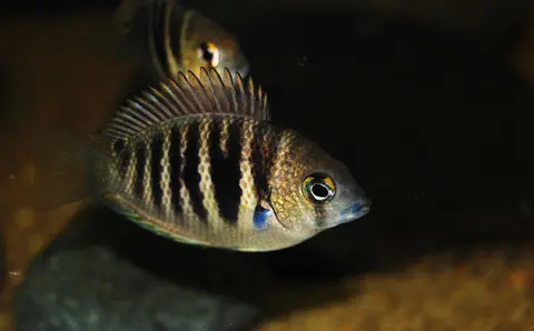 Etroplus canarensis