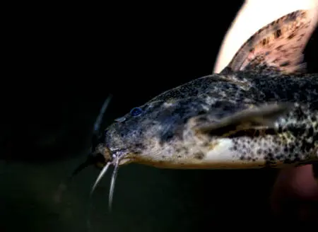 Rhinodoras boehlkei