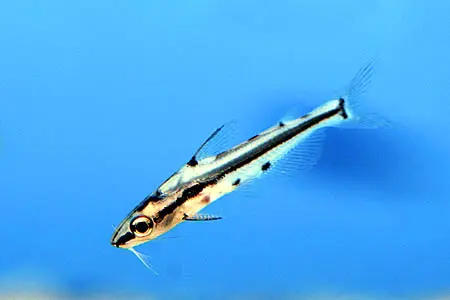 Hyalobagrus flavus
