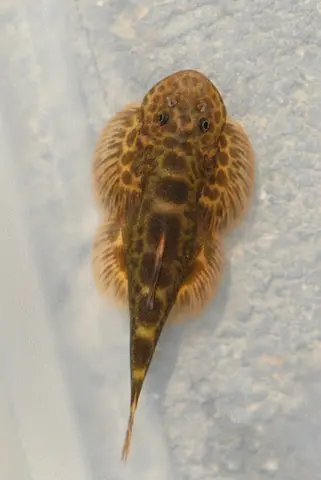 刺臀华吸鳅