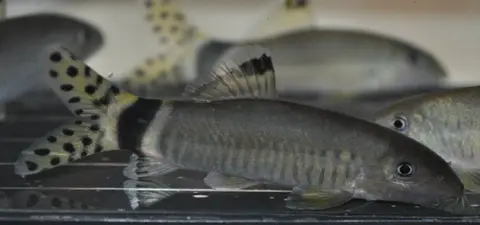 闪光沙鳅