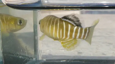 Esmaeilius vladykovi