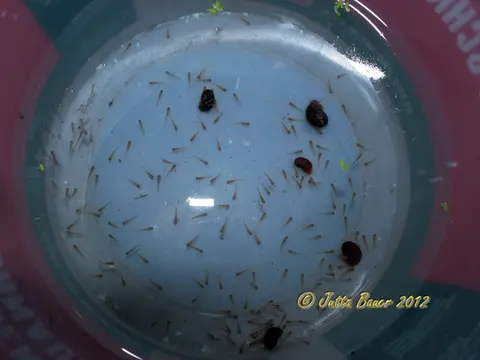 南台吻鰕虎鱼