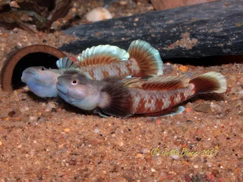 Rhinogobius zhoui