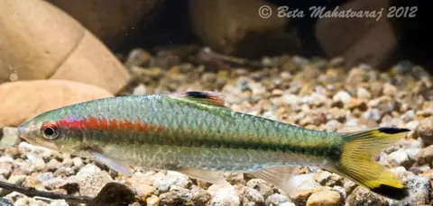 Sahyadria chalakkudiensis