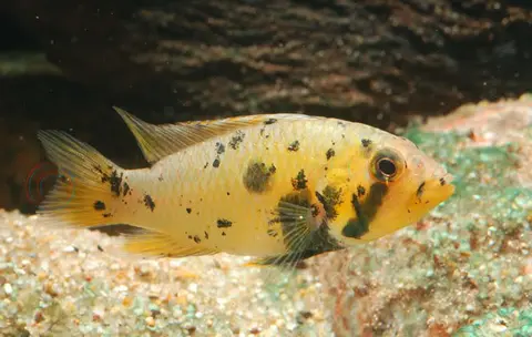 Apistogramma barlowi