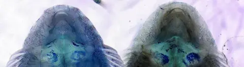 矮外腹吸鳅