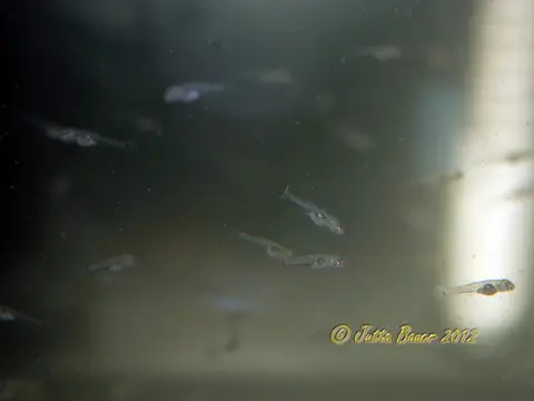 南台吻鰕虎鱼