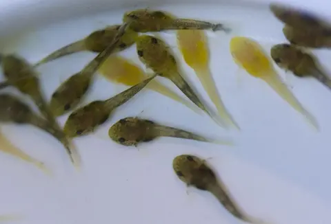 胡子异型