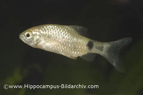 玫瑰鲫