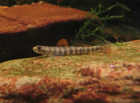 Stiphodon maculidorsalis