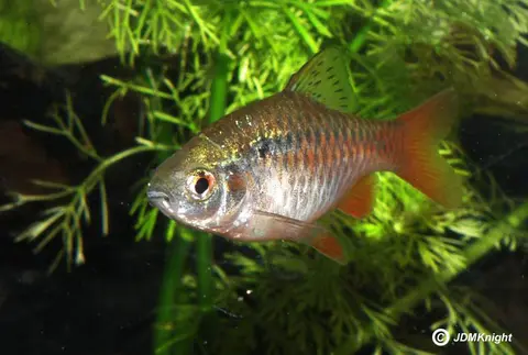 Pethia manipurensis