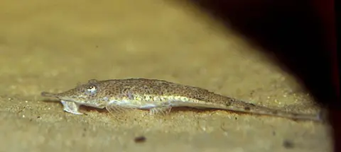 Hemiodontichthys acipenserinus