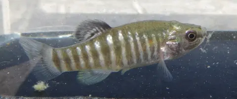 Anatolichthys danfordii