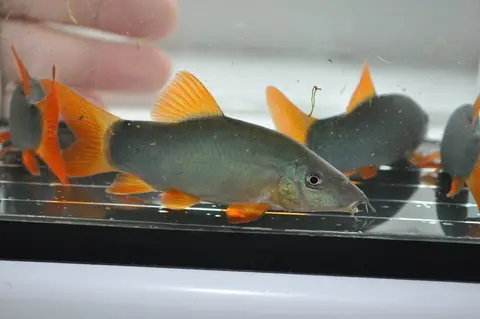 橙鳍沙鳅
