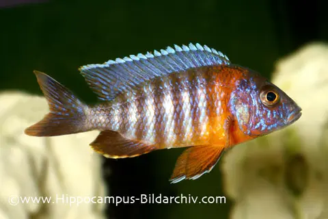 Aulonocara hansbaenschi