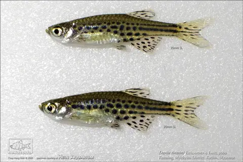 Danio tinwini