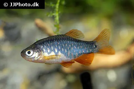 Danio erythromicron