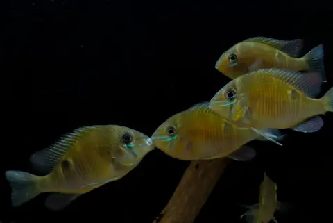 双耳丽鲷