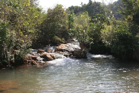 Pethia padamya