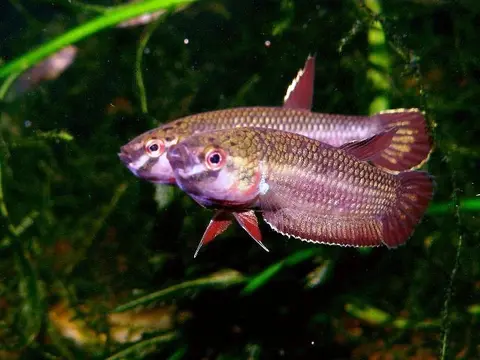Betta dennisyongi