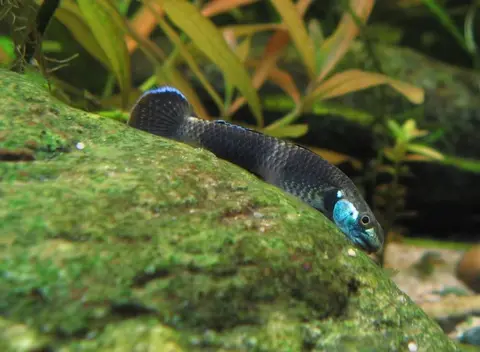 Stiphodon ornatus