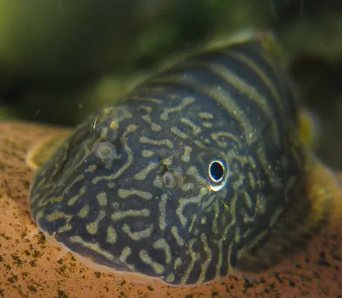 Gastromyzon viriosus
