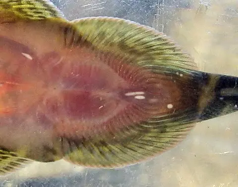 Gastromyzon sp. 'SK04'