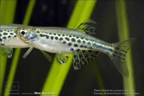 Danio tinwini