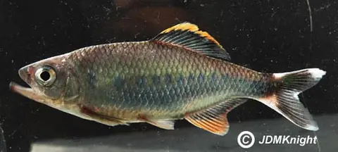 Barilius malabaricus
