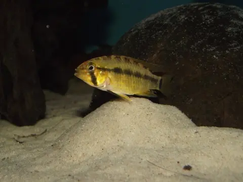 Apistogramma paulmuelleri