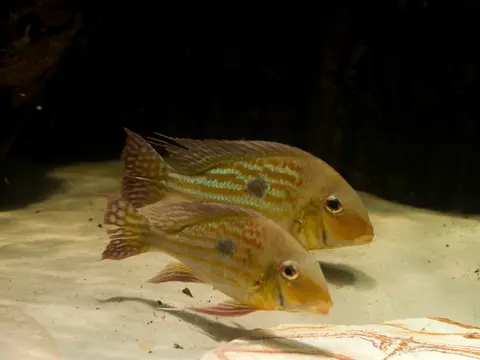 Geophagus winemilleri