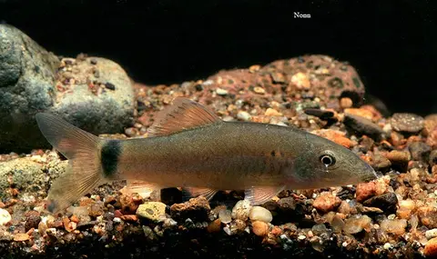 东方沙鳅
