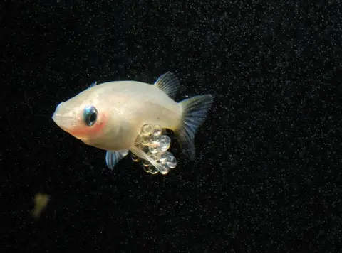 Oryzias eversi