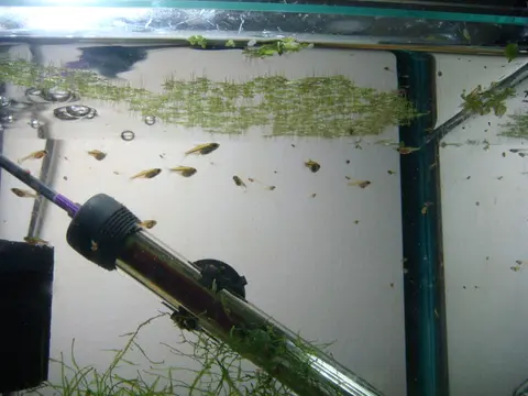 Microdevario kubotai