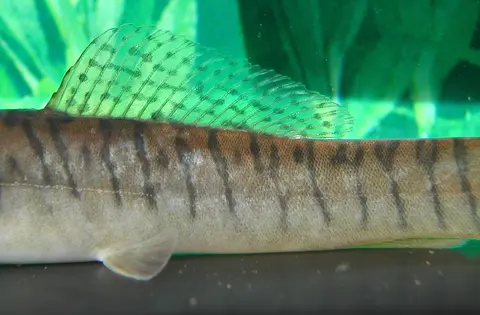 Acanthocobitis pavonacea