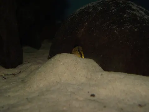 Apistogramma paulmuelleri