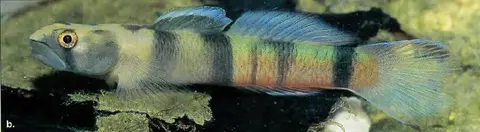 环带瓢眼鰕虎鱼