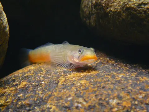 Sicyopus exallisquamulus