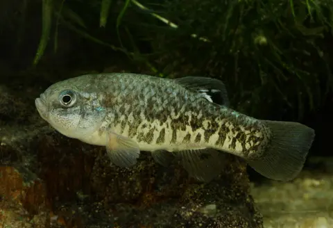 Cyprinodon julimes