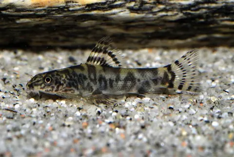 Sewellia sp. 'SEW03'