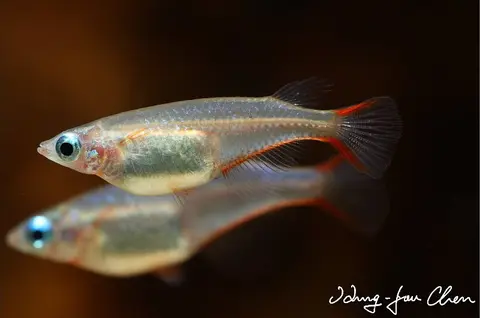 Oryzias woworae