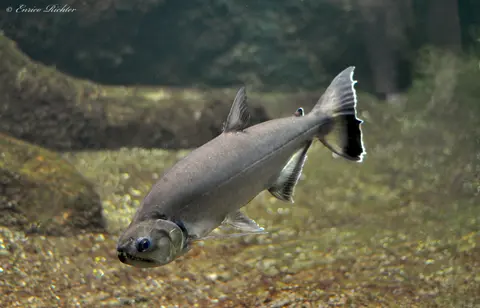 Hydrolycus armatus