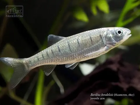 Barilius bendelisis