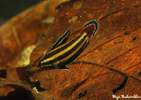 Parosphromenus alfredi