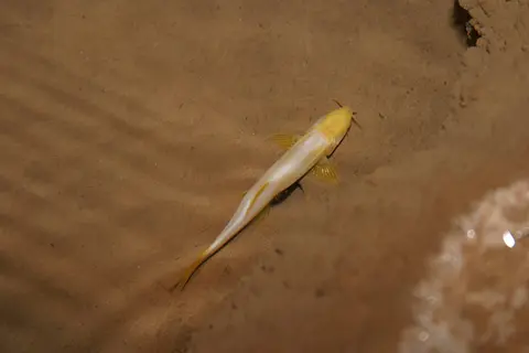 神仙南鳅