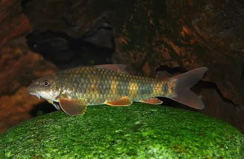 Garra spilota