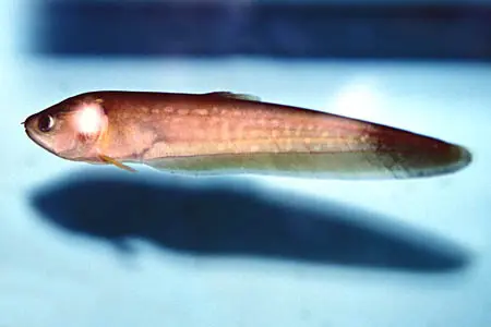 非洲驼背鱼