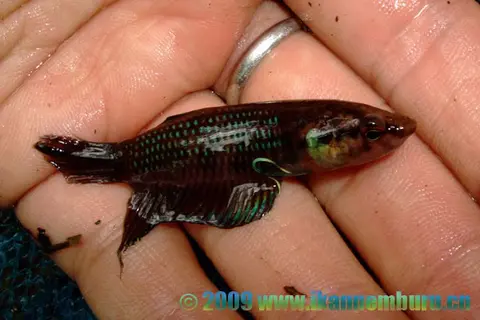 Betta krataios
